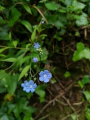Omphalodes nitida