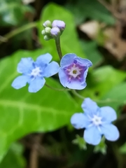 Omphalodes nitida