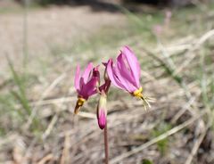 Primula pauciflora cusickii