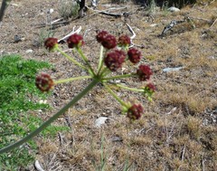 Lomatium dissectum dissectum