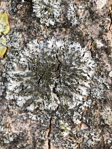 Mealy Shadow Lichen
