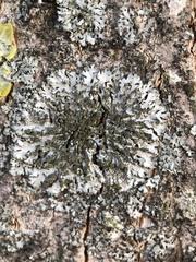 Phaeophyscia orbicularis