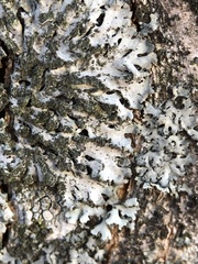 Phaeophyscia orbicularis