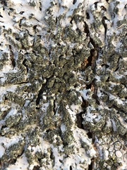 Phaeophyscia orbicularis