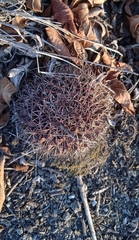 Mammillaria mystax