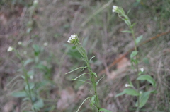 Pseudoturritis turrita