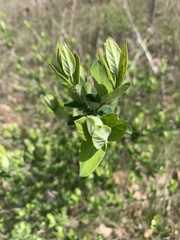 Dirca palustris
