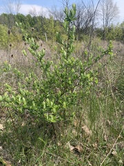 Dirca palustris