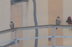 Falco peregrinus
