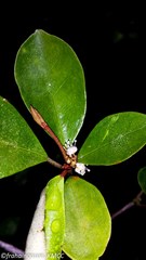 Croton noronhae