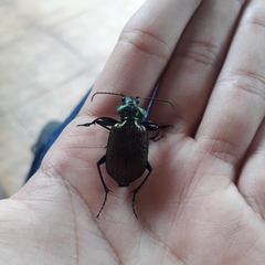 Calosoma alternans