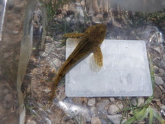 Cottus perifretum