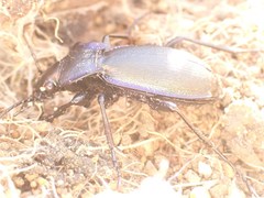 Carabus macrocephalus