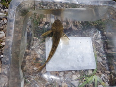 Cottus perifretum