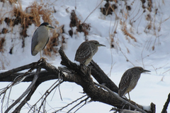 Nycticorax nycticorax
