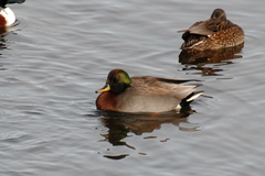 Anas platyrhynchos × Mareca strepera