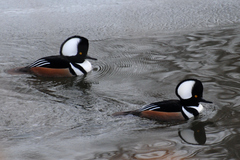 Lophodytes cucullatus