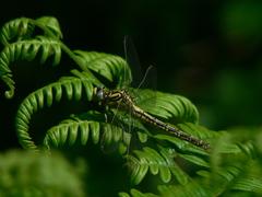 Gomphus simillimus