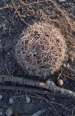Mammillaria mystax