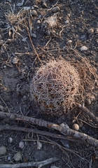 Mammillaria mystax