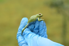 Dendropsophus luddeckei