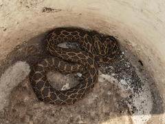 Crotalus polystictus