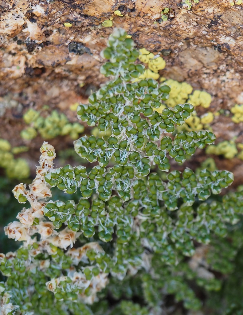 Coville's lip fern