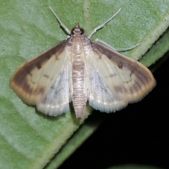 Eulepte