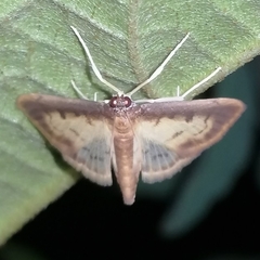 Eulepte