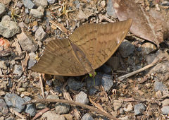 Tanaecia julii