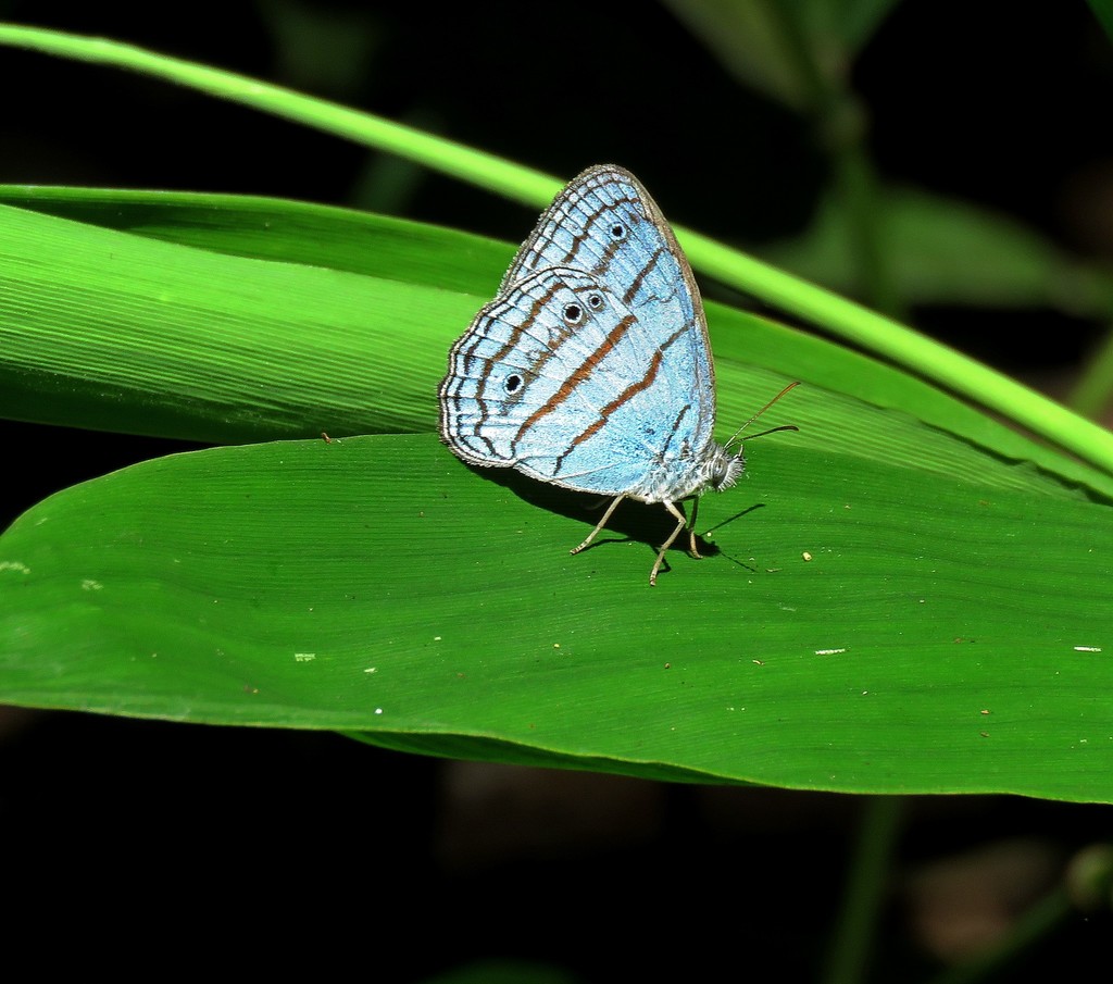 Caeruleuptychia glauca