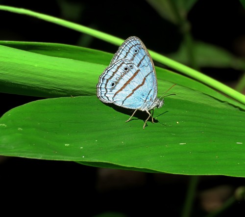 Caeruleuptychia glauca