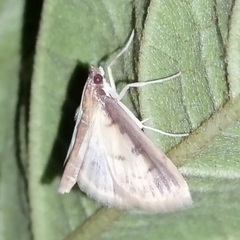 Eulepte