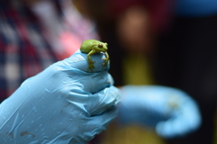 Dendropsophus luddeckei