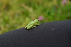 Dendropsophus luddeckei