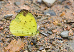 Eurema andersoni