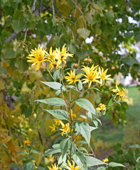 Helianthus tuberosus