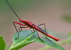 Macrocheraia grandis