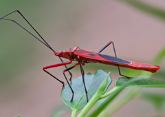 Macrocheraia grandis