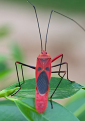 Macrocheraia grandis