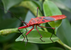 Macrocheraia grandis