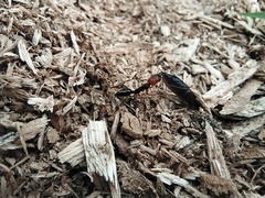 Odontomachus erythrocephalus