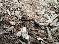 Odontomachus erythrocephalus