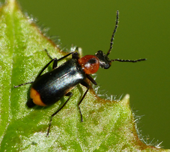Attalus minimus