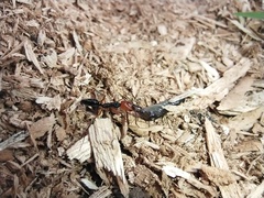 Odontomachus erythrocephalus