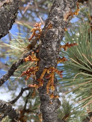 Arceuthobium vaginatum