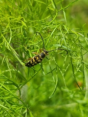 Typocerus zebra