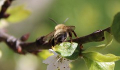 Colletes cunicularius