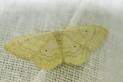 Idaea deversaria