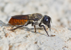 Megachile impressa